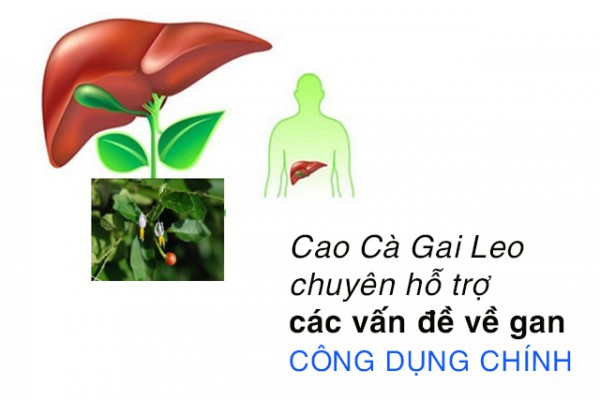 Thuốc Giải Độc Gan Được Tin Dùng Nhiều Hiện Nay.